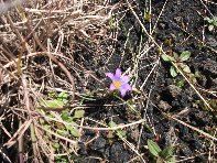 iara Scorciavacca-20110306 017